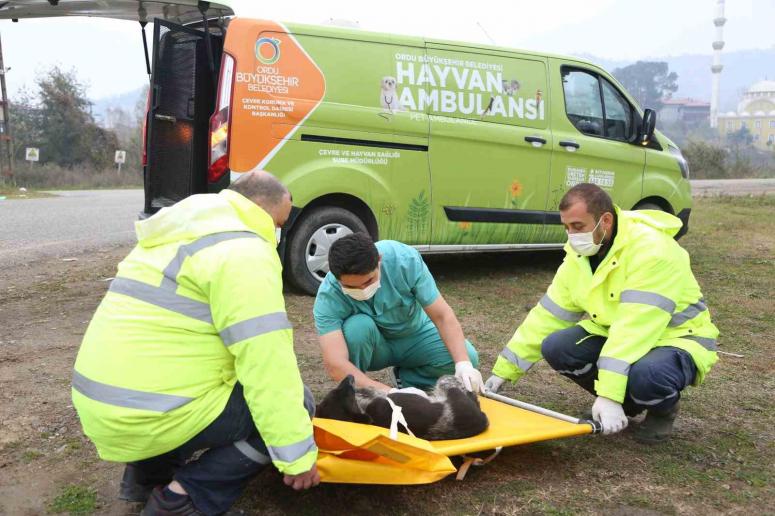 HAYVAN AMBULANSI CAN DOSTLARA CAN KATTI