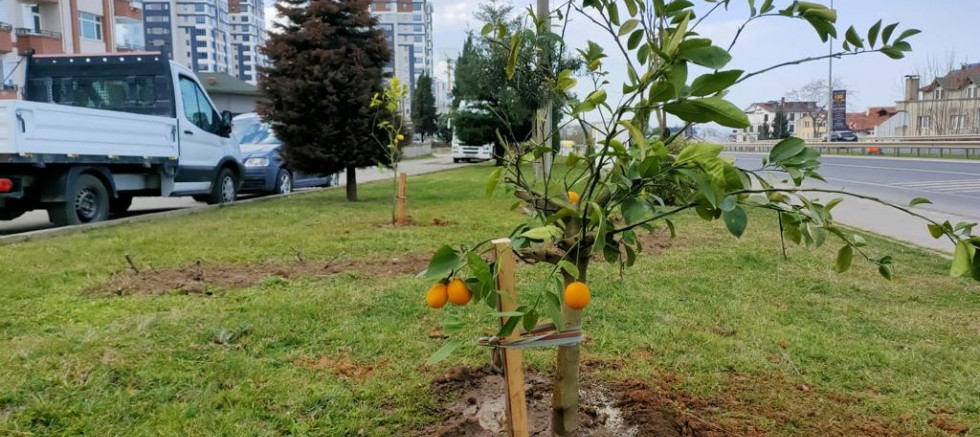 BÜYÜKŞEHİR EKİPLERİ MEYVE FİDANLARINI TOPRAKLA BULUŞTURUYOR 
