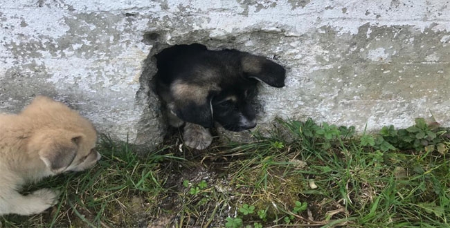 İTFAİYE YAVRU KÖPEK İÇİN SEFERBER OLDU