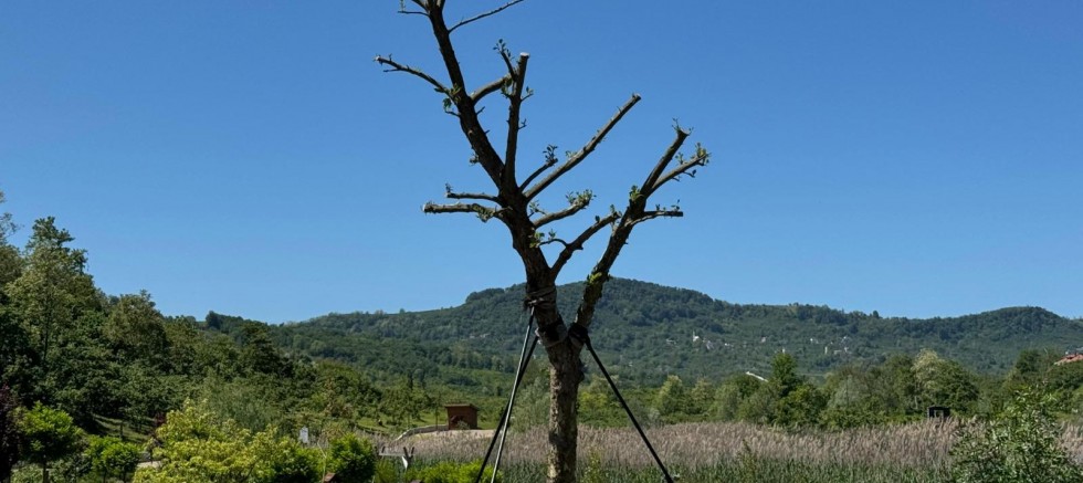 KESİLECEK AĞACI BÜYÜKŞEHİR BELEDİYESİ KURTARDI 