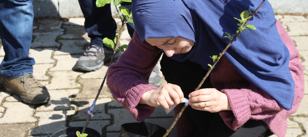 ORDU’NUN MEYVE AĞAÇLARI PROFESYONEL ELLERDE AŞILANACAK 