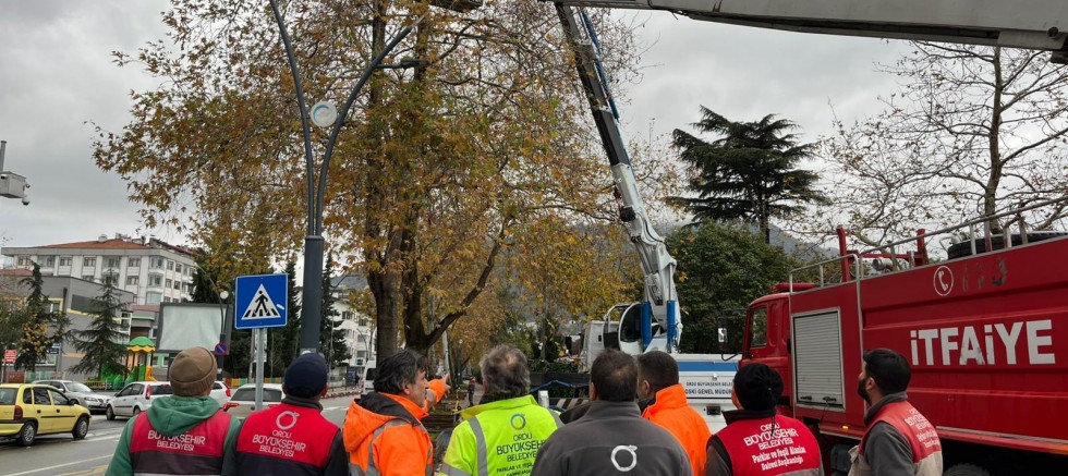 RİSKLİ AĞAÇLARDA BUDAMA ÇALIŞMASI YAPILDI 